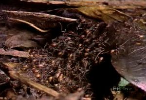 Observe an Eciton army ant colony migrating by night and forming a bivouac nest entirely out of themselves