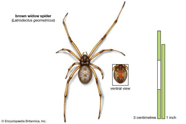 brown widow spider (Latrodectus geometricus), arachnids