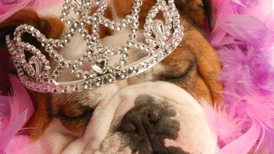 bulldog with tiara and pink boa