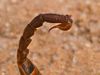 Close up of scorpion tail (Scorpion scorpion) from asset scorpo008: Scorpion scorpion (poisonous; stinger; arachnid)