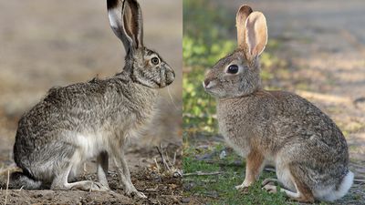 Comparison of a hare and a rabbit. (Left-hare) black-tailed jackrabbit (Lepus californicus); (right-rabbit) desert cottontail (Sylvilagus audubonii)