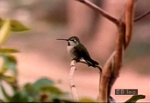 Watch the courtship display of the male Anna's hummingbird and the hen's use of food to coax fledglings to fly
