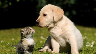 Cute kitten and puppy (labrador) outdoors in the grass. Two different mammals. Furry mammals have three kinds of hair: guard hairs, whiskers and soft underhairs. cat and dog, animal friends, funny young pets