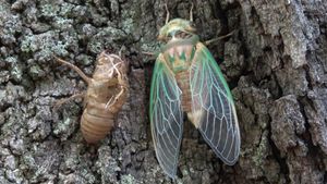 Learn how the 17-year cicada knows when to travel aboveground