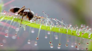 The spooky science behind carnivorous plants