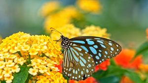 Explore pollination in under 60 seconds