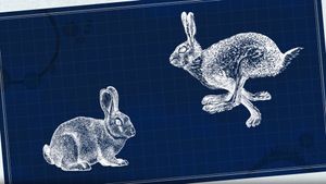 Explore the key differences between rabbits and hares