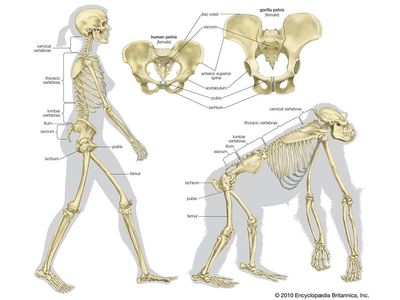 Skeletal comparison of a modern human (a biped) and a gorilla (a quadruped). evolution