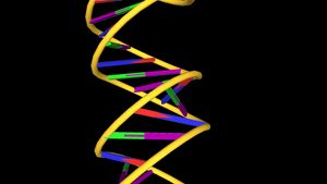 Study DNA's double-helix structure, nitrogenous bases, nucleotides, sugar molecules, and phosphate groups