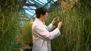 Witness scientists at IPK Gattersleben Institute in Germany looking for drought-resistant varieties of barley that can still develop enough seeds under either very hot or dry condition