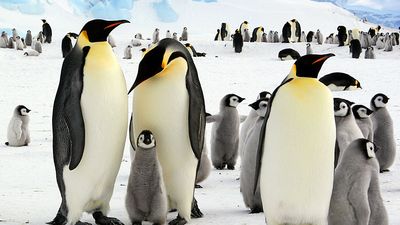 Emperor penguins and chicks  in Antarctica (arctic animal; arctic bird; penguin; baby penguins; penguin family)
