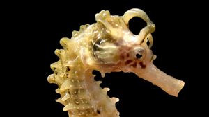 Learn about the characteristics, reproductive habits, and different species of seahorses