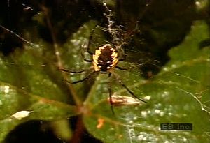 Witness an orb-weaving spider using silk wrappings to immobilize grasshopper prey