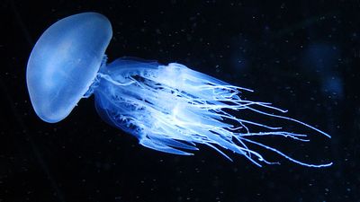 Jellyfish, medusa stage, bioluminescent. Bioluminescence emission of light by an organism.