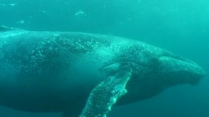 Compare toothed whales' high-frequency echolocation to baleen whales' low-frequency communication