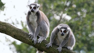 Two ring-tailed lemurs (Lemur catta), sitting in a tree, Madagascar.