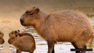 Learn how the world's largest rodent escapes jaguars, anacondas, and human predators