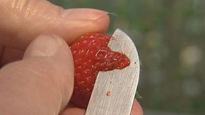 View researchers work on different techniques to create more-flavourful strawberries