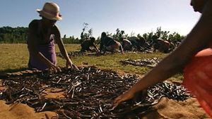 Explore the vanilla production process in Madagascar