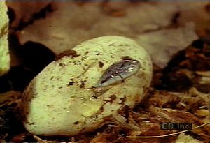 Observe a female black pilot snake hatch a clutch of eggs and a newborn use its egg tooth to hatch