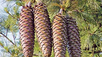 Pine cones of a Sugar Pine (Pinus lambertiana) longest cone of any conifer on a pine tree, June 9, 2003. pine cone.