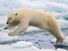 Polar bear leaping among ice floes at Spitsbergen, Svalbard archipelago, Norway, the Arctic. Sea ice climate change mammal jump global warming
