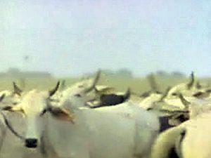 Watch cattle ranchers in Llanos, Venezuela, perform controlled burns to make grazing possible for their herds