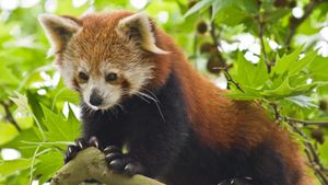 See why the red panda is classified as the only member of the Ailuridae family