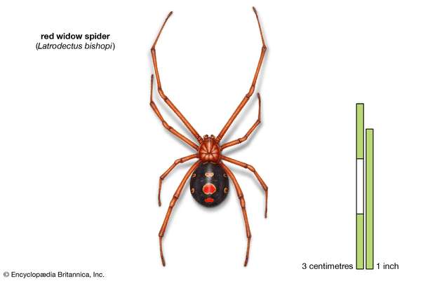 red widow spider (Latrodectus bishopi), arachnids