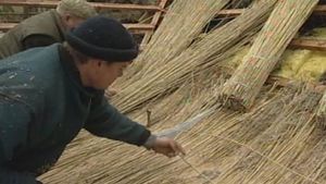 Observe how reeds are prepared and used for roofing thatched houses in northern Germany