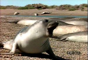 Watch as a southern elephant seal pup is startled on the Argentinian coast and hear its snarl