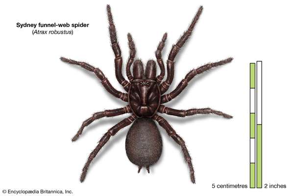 Sydney funnel-web spider (Atrax robustus), arachnids