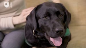 Know about the technologies that can support service dogs in different ways to help people with disabilities