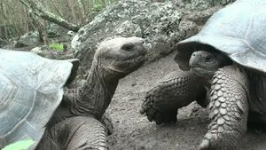Examine evolved differences between Galapagos tortoises across Galapagos Islands