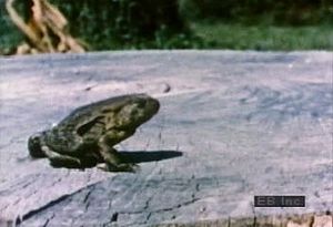 Observe in slow motion how North American toads change the potential energy in their hind legs to kinetic energy to power their leaps