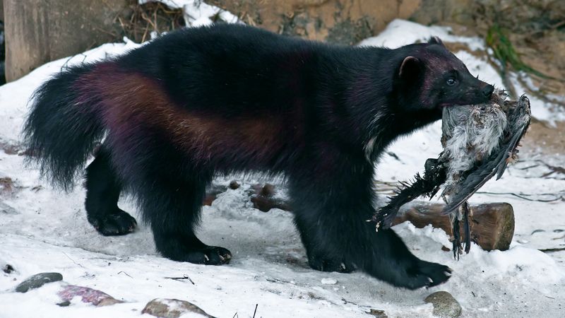 See how wolverines and ravens aid each other while scavenging for food